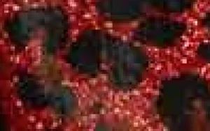 Women Highest Heel Hottie